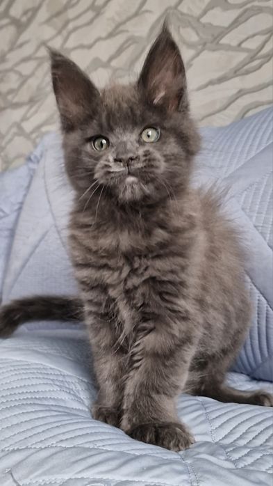 Котята мейн-куны .