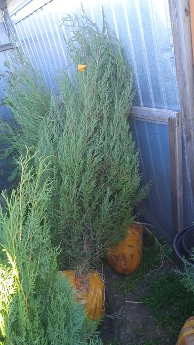 Продаются ели, тополя