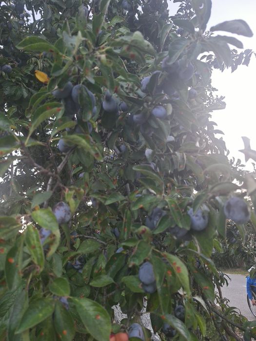 Vand prune negre