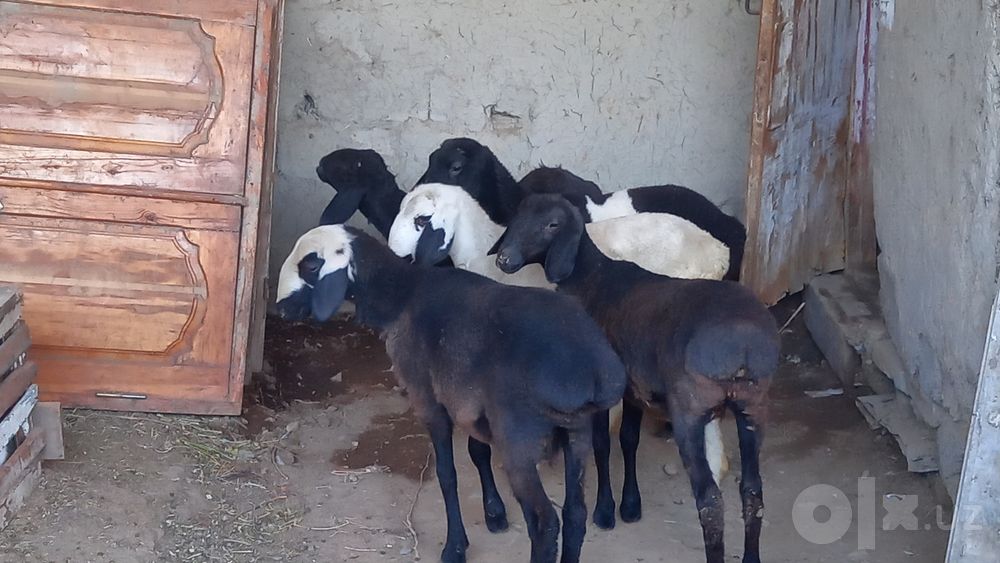 5 ta moda barra sotiladi