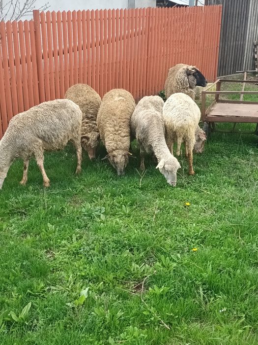 Oi fatate de vânzare