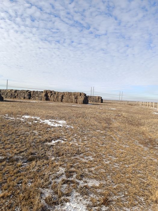 Продажа сено в рулонах