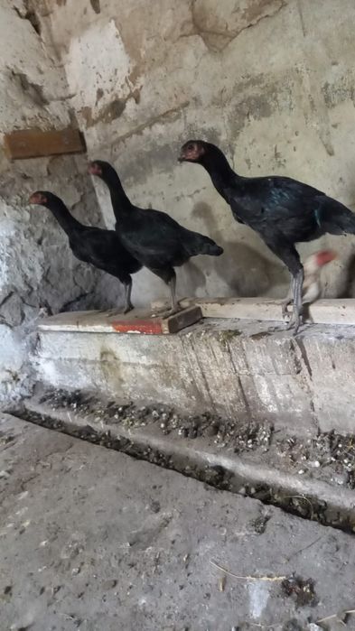 Продам даканков чёрные