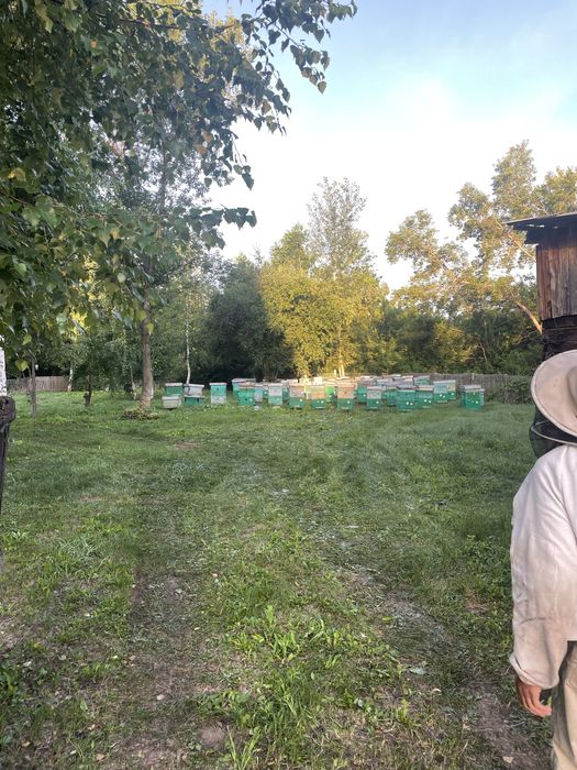 Продажа натурального меда