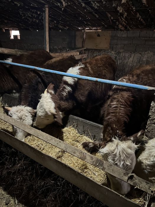 падсос быр жастан аскан