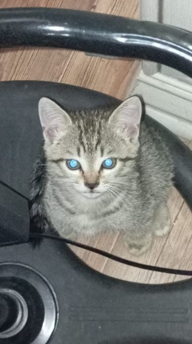 Котенок ищет любящую семью, мальчик!