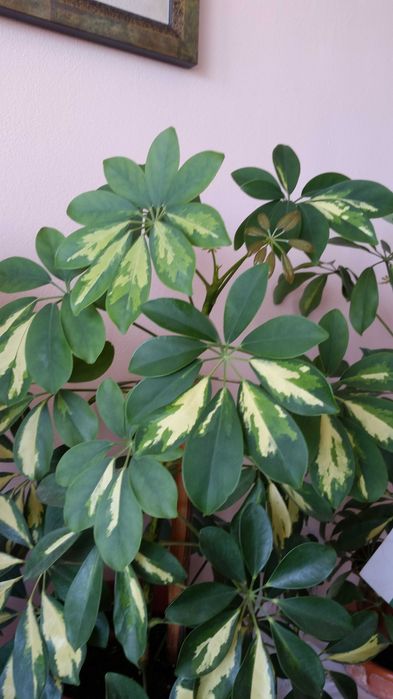 Две разкошни шарени шефлери и два бенджамина