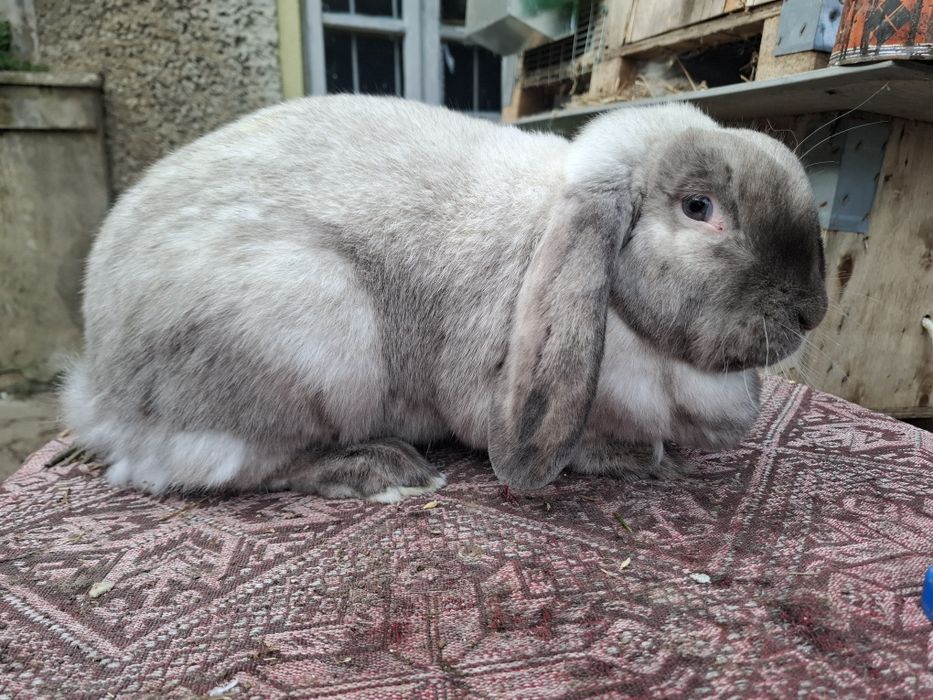 Петли и Кочовати зайциза разплод.Астралорп и Арауйана