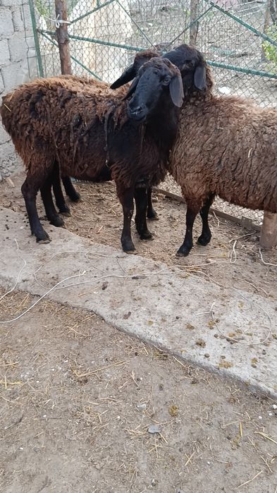 Қўйлар сотилади ҳаммаси ёш