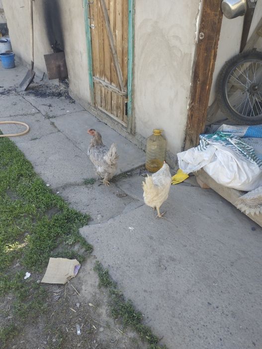 Куры продам нисушки
