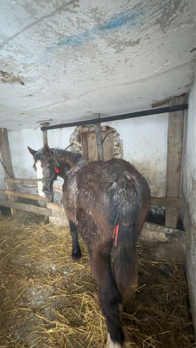 Vand manza de 7 luni