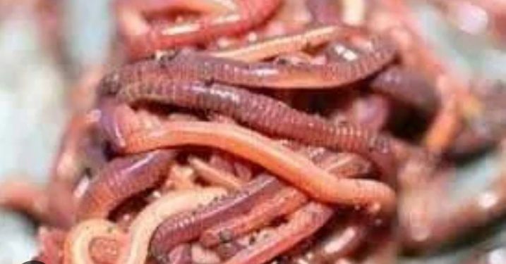 Калифорня кызыл шербй