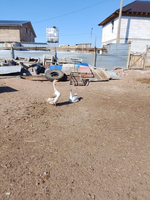 Срочно продается.