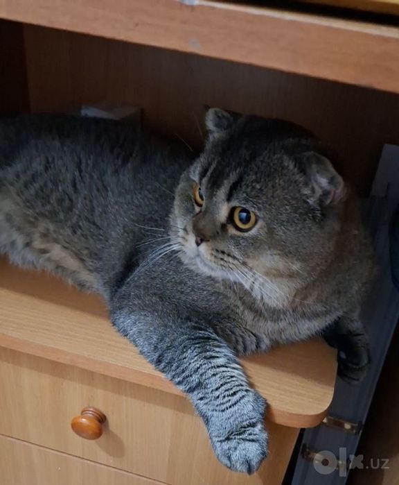 Харошим руки отдам кот Шотладская