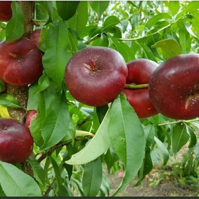 ANJIR SHoftolini barcha turidan bor arginal padvoyda sogʻlom kuchatlar