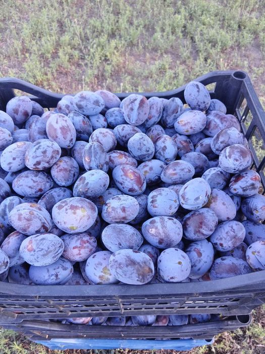 Prune de vanzare