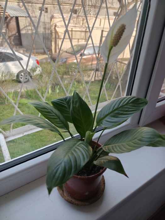 Спатифиллум(женское счастье)
Женское счастье
120 000 сум
Ташкент