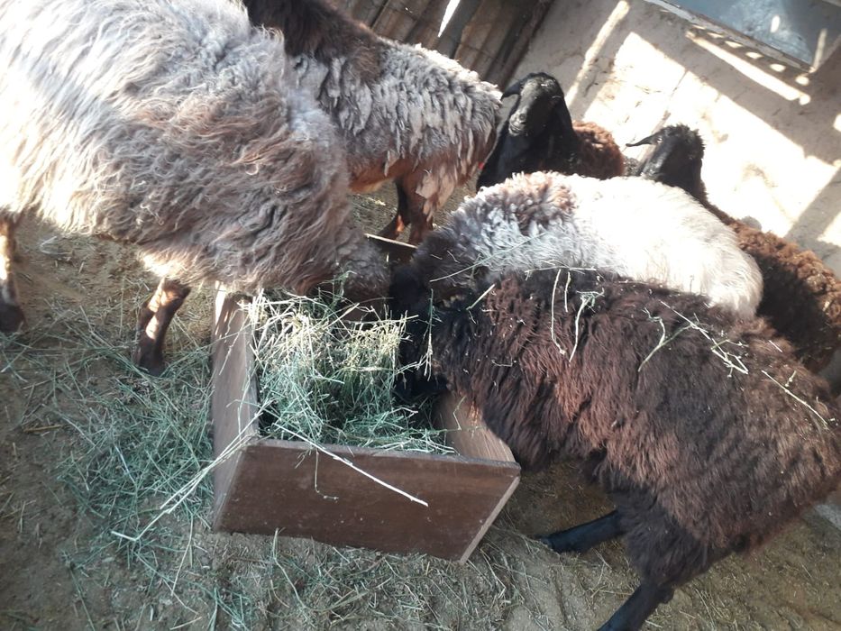 Семиз койлар сатылады