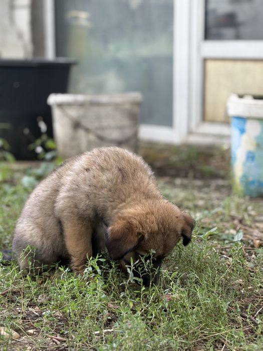 Catelusa curte pentru adoptie