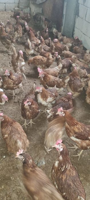 Vând puicuțe 11 luni - Producție garantată de ouă