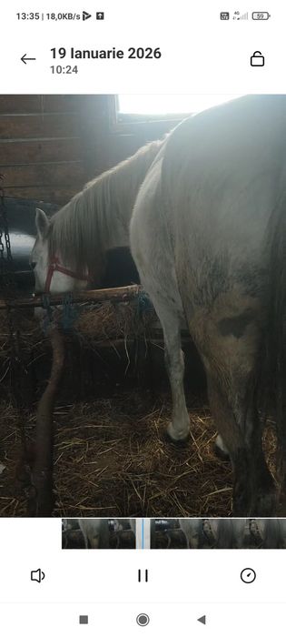 Vînd iapa de 9 ani foarte cuminte