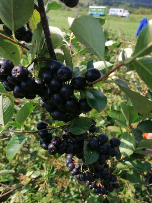 Suc de Aronia  3 L