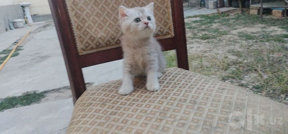 Продается чистокровная подрощенная страйт мальчик