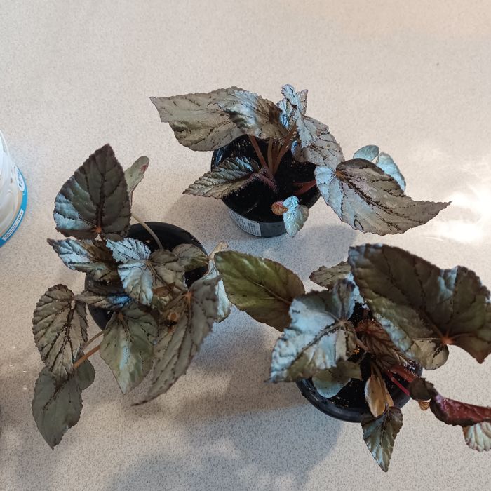 Комнатный цветок