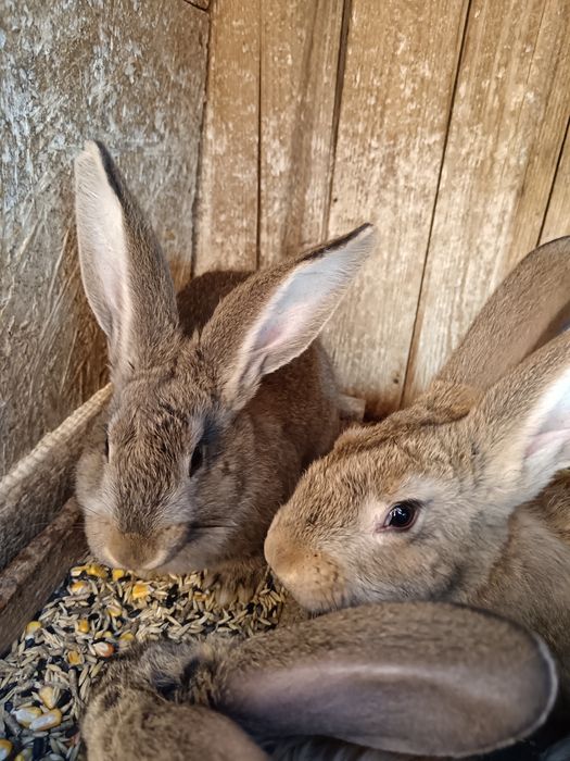 Vând iepuri de rasă Uriaș German