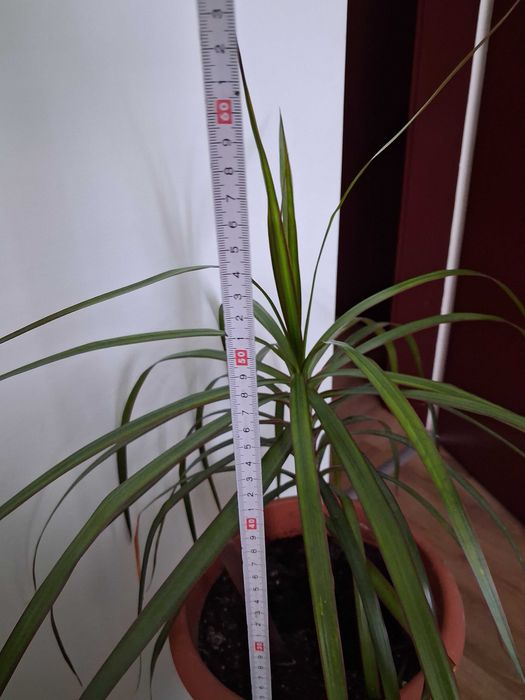 Стайни растения -Коледничета,  Драцена