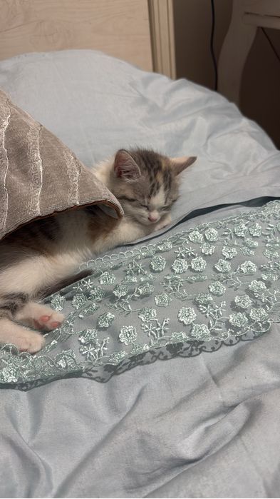 Продам котенка скотиш-страйт