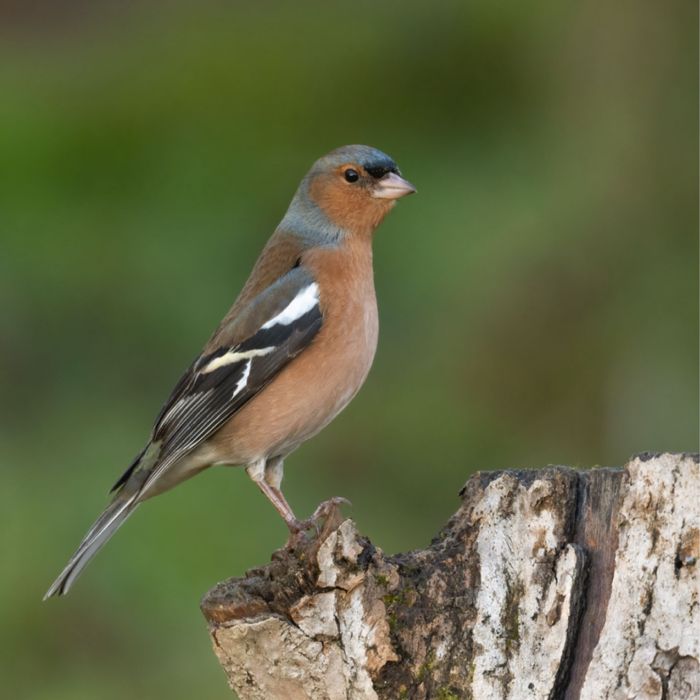 Обмен зяблика на канарейку певчую