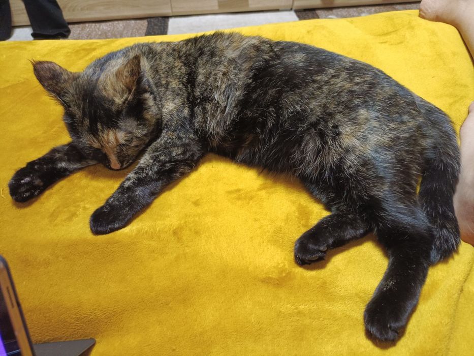 Отдам кошку в добрые руки