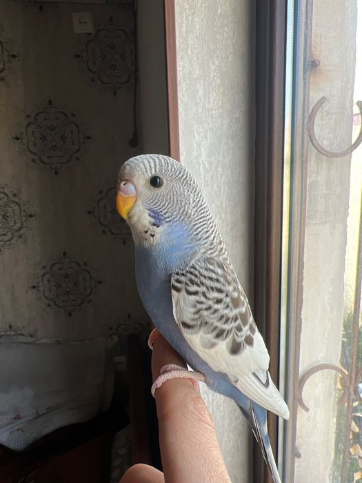 Valnistiy papugay Totiqush Волнистый чех подчех