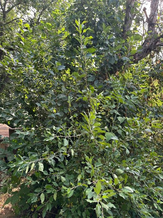 Продам дачный участок 12 соток