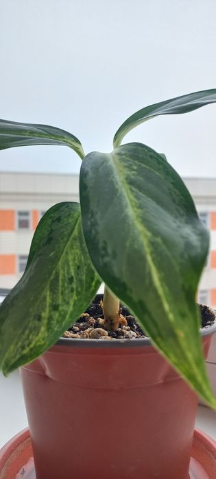 Аглаонема сортовая