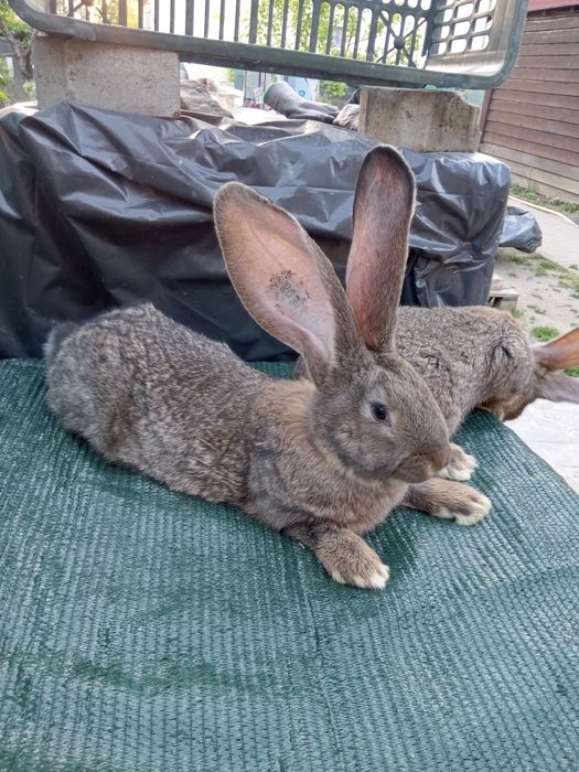 Iepuri uriaș gri german