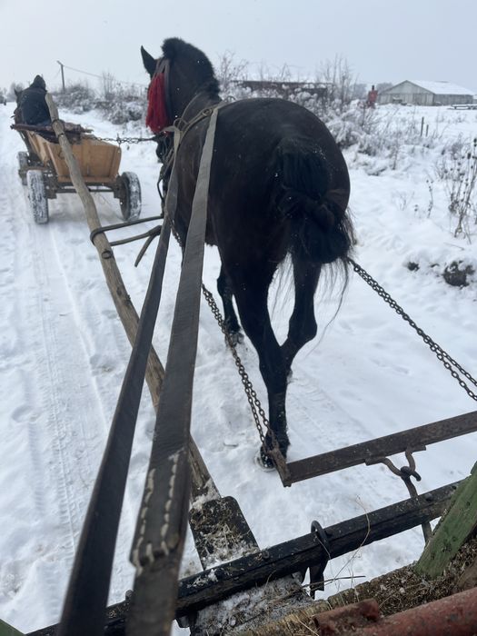 De vanzare iapa de 7 ani sau schimb cu oi vaci