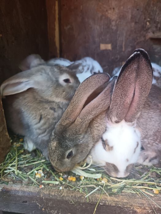 Iepuroaica tânără cu 4 pui