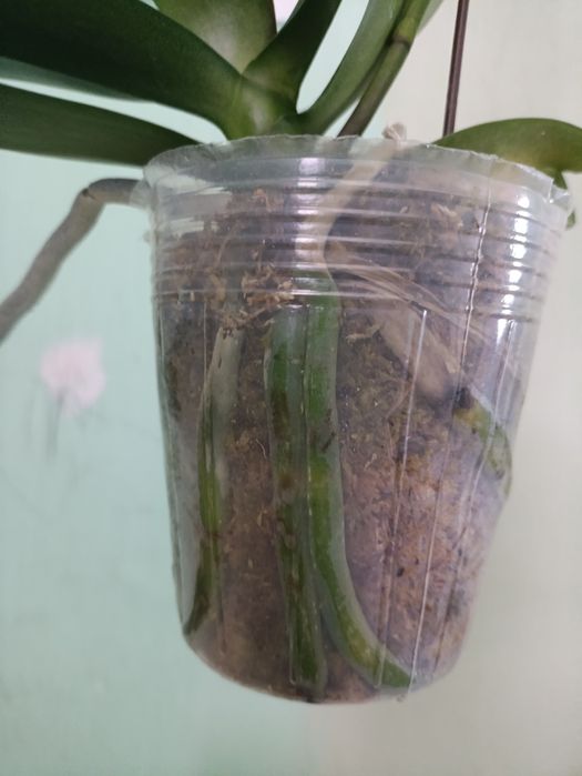 Фаленопсис цветущий