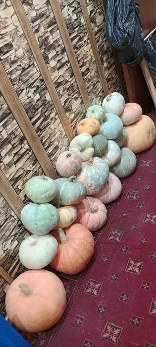 Тыква урожай 2025.