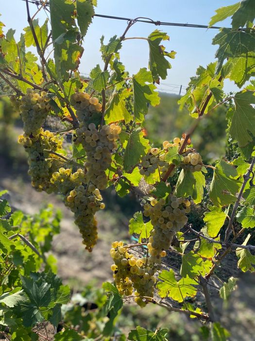 Vie 7,5Ha Ivești - Fetească regală + utilaje incluse