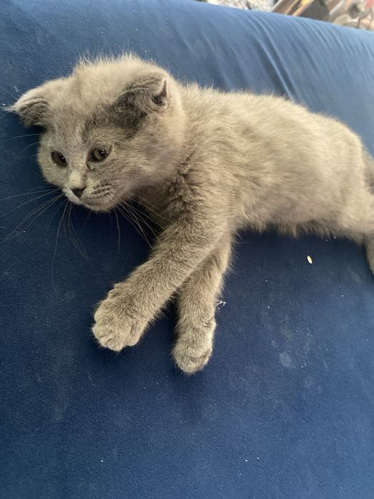 Mushuklar zotli donasi 600.000 seriylari qorasi 200.