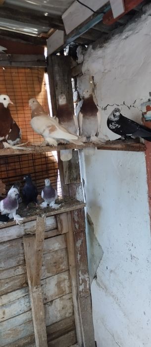 голуби бакинцы лохмоногие