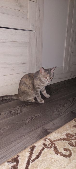 Отдам в добрые руки кошечку девочку