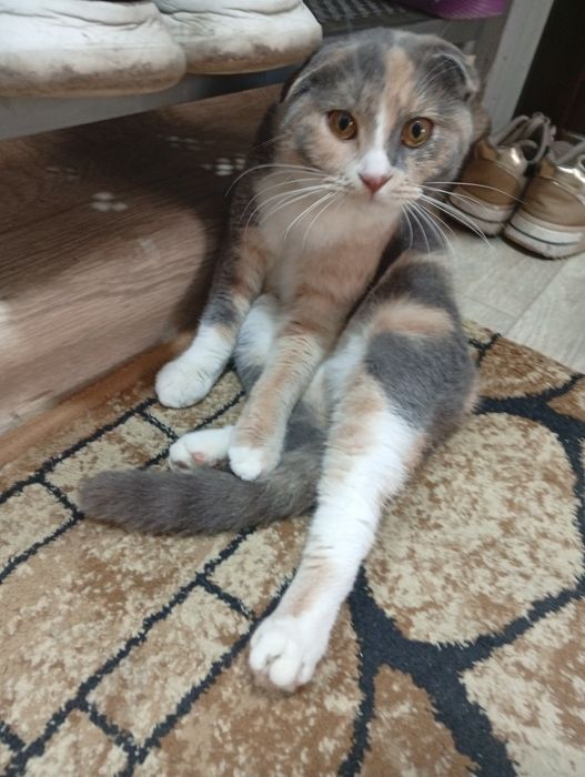 Продаю Кошку 400 тыс