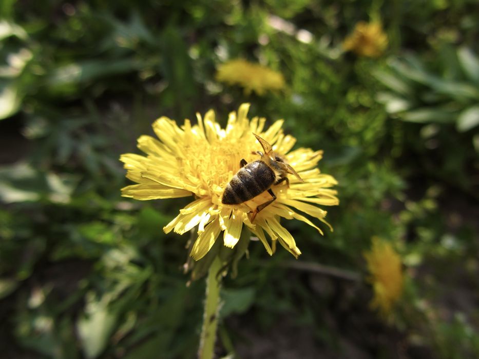 Canon PowerShot SX 220 HS