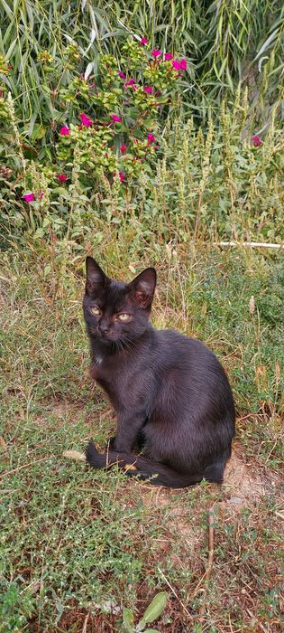 Donez pui pisica neagra