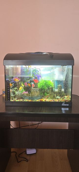 Acvariu Diversa 25L