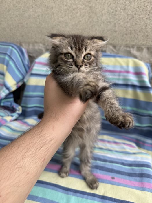 Котенок в добрые руки